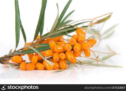 Cluster mature orange sea-buckthorn berries with leaves on a white