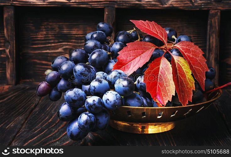cluster of autumn grape