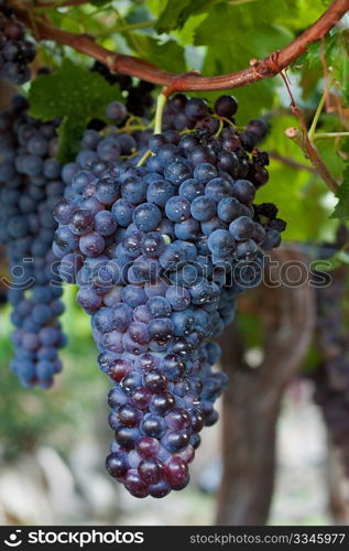 Cluster of dark grapes hanging on a vine in Spain.