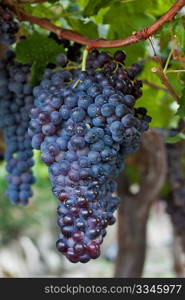 Cluster of dark grapes hanging on a vine in Spain.