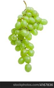 Cluster of grapes in water drops