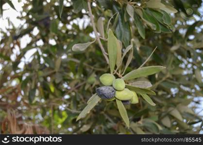 Cluster of green and black olives . Cluster of green and black olives on an olive tree along Maleme beach in Crete