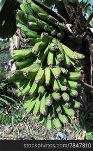 Cluster of green bananas on the tree