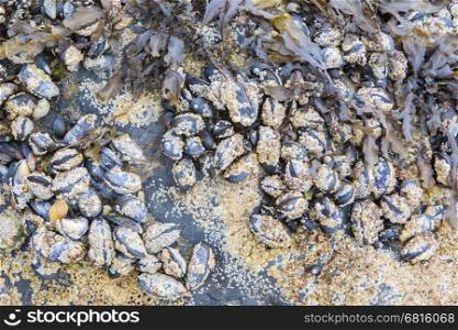 Cluster of mussels on a stone at the sea