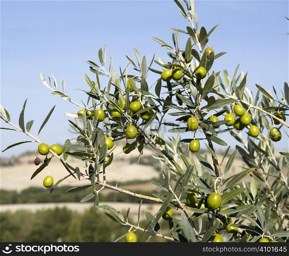 cluster of olives