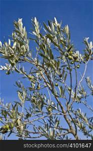 cluster of olives