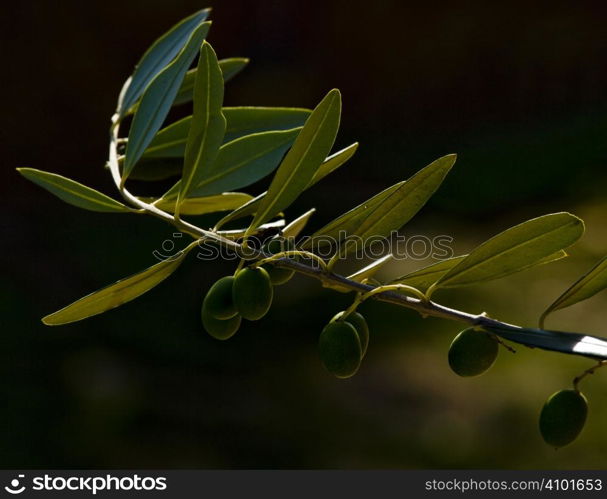 cluster of olives