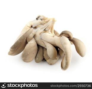 Cluster of oyster mushrooms isolated on white background