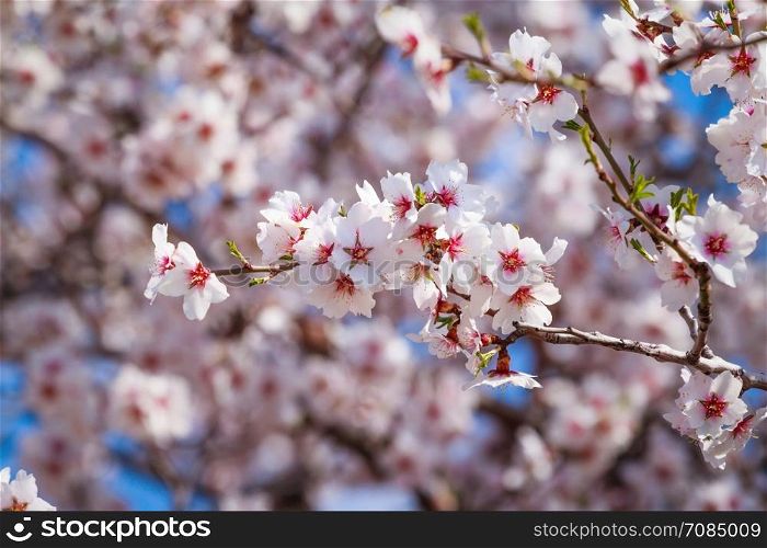 Cluster of pink flowers of apricot tree against the blue sky. Flowering apricot tree