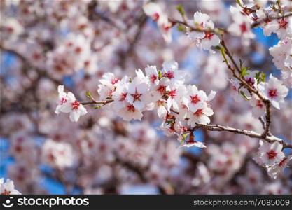 Cluster of pink flowers of apricot tree against the blue sky. Flowering apricot tree