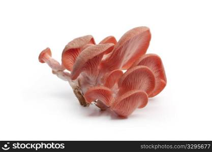 Cluster of pink oyster mushrooms at white background