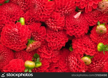 Cluster of Red Dahlias