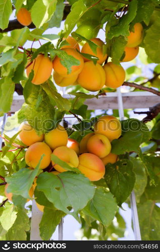 Cluster of ripe apricots on a branch . Cluster of ripe apricots on a branch in the upper Adje in Italy