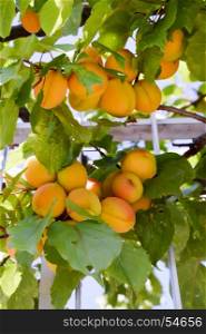 Cluster of ripe apricots on a branch . Cluster of ripe apricots on a branch in the upper Adje in Italy