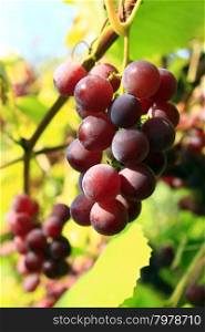 cluster of ripe grapes. cluster with ripe and big berries of grapes
