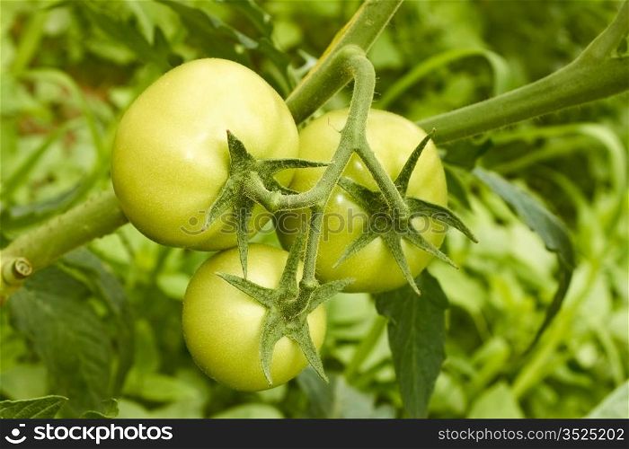 Cluster of three large green tomatoes hanging on a branch in greenhouse