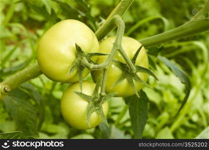 Cluster of three large green tomatoes hanging on a branch in greenhouse