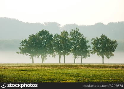 Cluster of trees in the early moorning mist