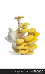Cluster of yellow oyster mushrooms on white background
