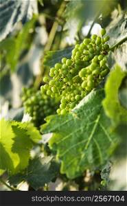 Clusters of green grapes on a vine with leaves in Tuscany, Italy.