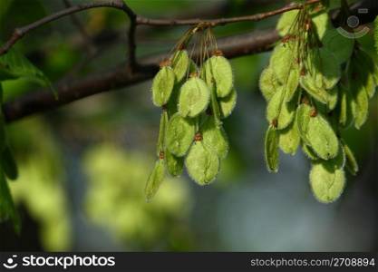 clusters of green seed tree, sunny morning