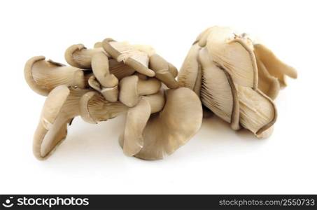 Clusters of oyster mushrooms isolated on white background