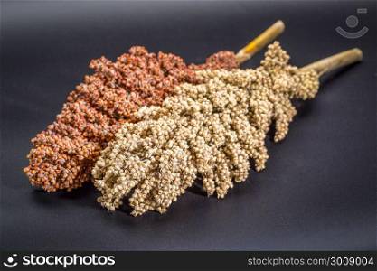 clusters of ripe white and red sorghum seeds on black background