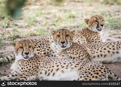 Coalition of Cheetahs laying in the grass in the Kruger National Park, South Africa.