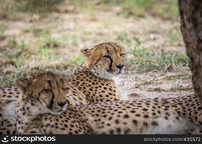 Coalition of Cheetahs laying in the grass in the Kruger National Park, South Africa.