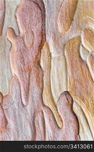 Coarse blotched bark of old crimean pine tree (Stankevycha pine). Detailed macro.