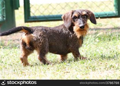 Coarse haired dachshund posing in the city park