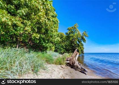 Coast of the Puck Bay, Baltic Sea in Poland. Trees hanging over the water.. Coast of the Puck Bay, Baltic Sea in Poland.