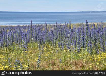 Coast view with blossom blue summer flowers
