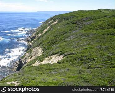 coast with cliffs. wild coast with cliffs and forest in south australia
