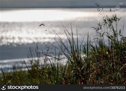 Coast with grass and Baltic sea. Landscape of Baltic sea coast with shimmering water. Long grass on the seashore in Latvia. Baltic seas coast overgrown with the grass.