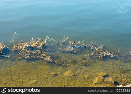 Coastal aquatic vegetation and stones in a river bottom in clear water. Serene spring day