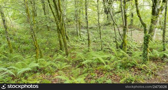 Coastal Beech Forest of Caviedes, Corona Mountain, Oyambre Natural Park, Cantabria, Spain, Europe