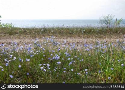 Coastal blue flax flowers at the swedish island Oland