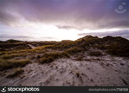 Coastal dunes with vegetation in an atmospheric moody sunset landscape under a purple sky on Amrum in the North Frisian Islands, Germany with the warm glow of the sun on the horizon