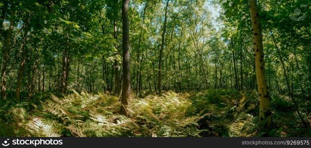 Coastal forest scenery with knaggy trees near Domburg in Zeeland, a province in the Netherlands, Buitenplaats Berkenbosch. Panorama view of summer forest with ferns and tree trunks