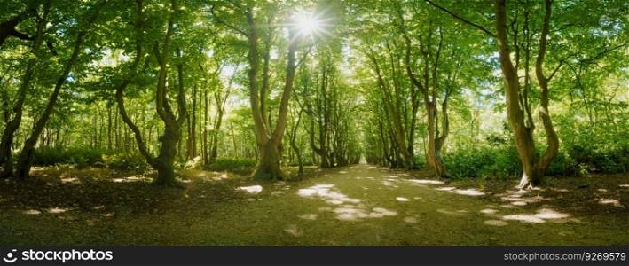 Coastal forest scenery with knaggy trees near Domburg in Zeeland, a province in the Netherlands at summer time. Sun burst through green canopy on old path with weird shaped trees