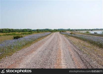 Coastal gravel road surrounded of blue flax flowers at the swedish island Oland