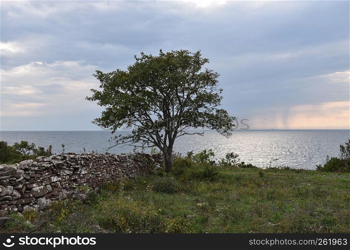 Coastal landscape with a solitaire tree and an old stone wall at the swedish island Oland
