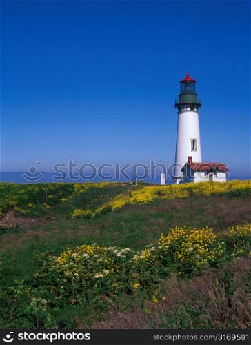 Coastal Lighthouse Surrounded By Yellow Flowers