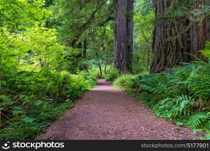 Coastal Redwood trees along the Avenue of the Giants in Redwood National and State Parks