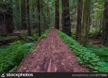 Coastal Redwood trees in Redwood National and State Parks