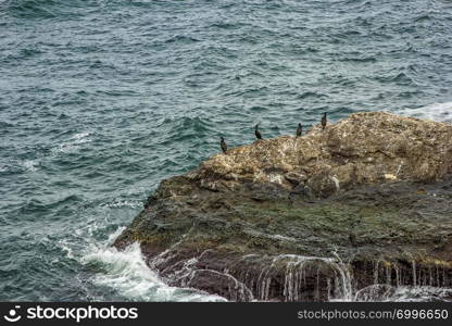 Coastal scenery with cormorants resting on the rocks on the Black Sea