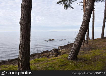 Coastal view with tree trunks by calm water at the coast of the swedish island Oland in the Baltic Sea