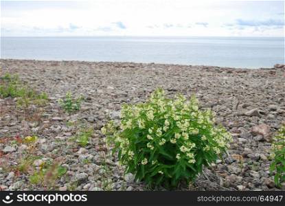 Coastal view with white flowers, swallow wort, by the coast of the swedish island Oland in the Baltic Sea