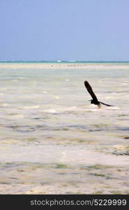 coastline bird in the blue lagoon relax of zanzibar africa